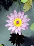 pic for Lotus Flower 